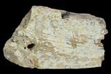 Fossil Triceratops Rib Section - North Dakota #117391-1